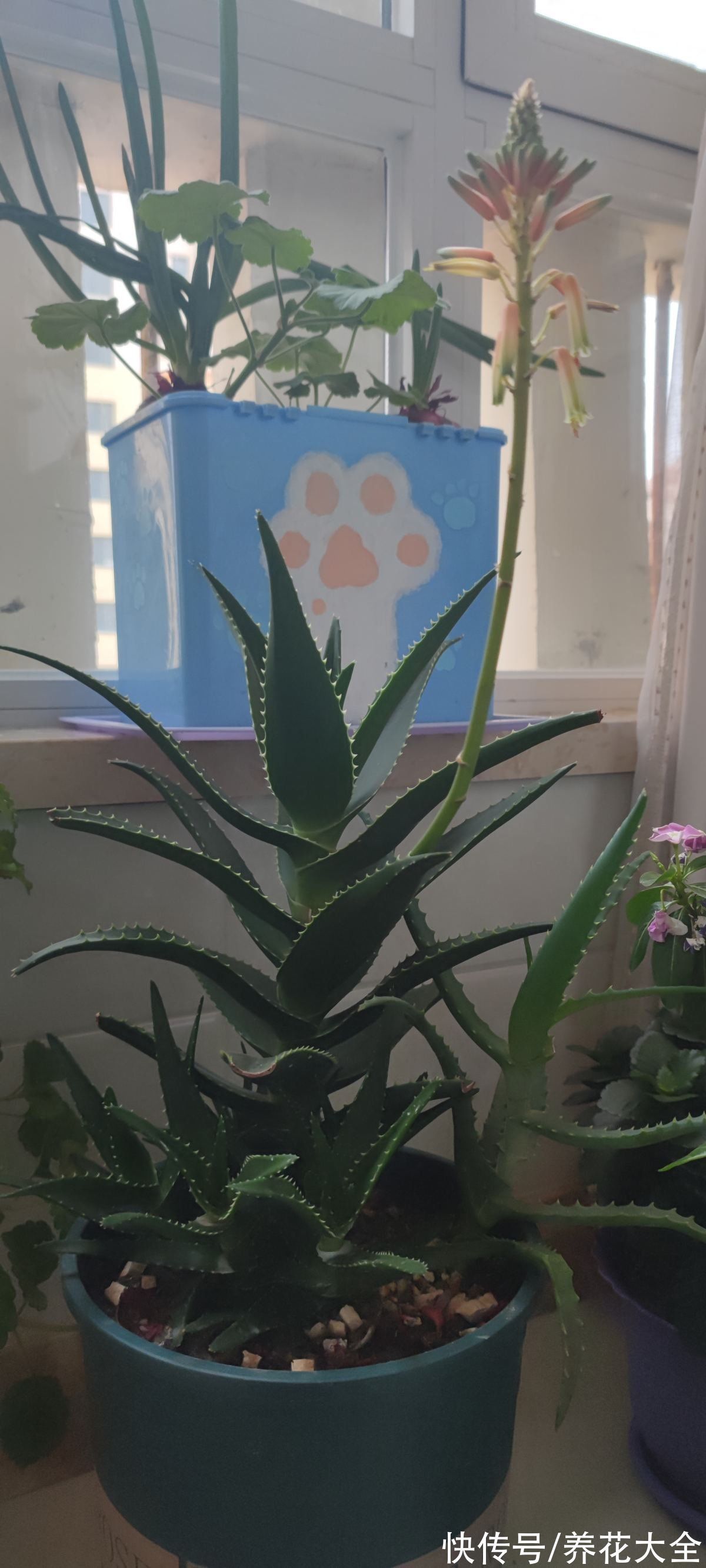 涂抹|喜欢养花的女人,最好养盆芦荟,美容养生特别养人