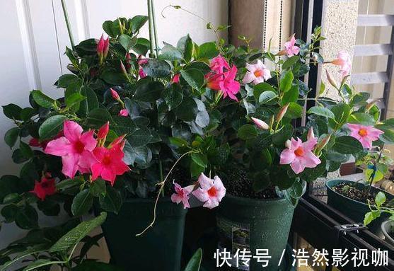 盆栽|春夏交替,养啥花省心简单家庭盆栽5款植物,装饰效果佳