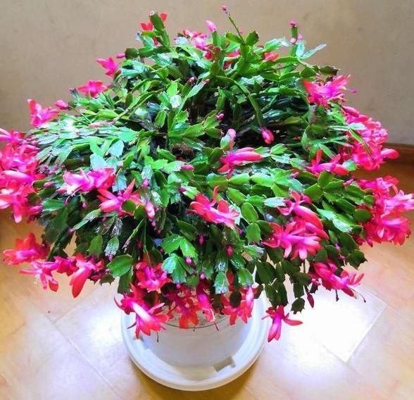 养殖蟹爪兰该注意什么掌握2个简单方法，成活率高、开花漂亮