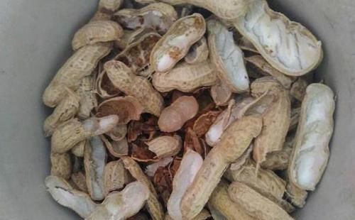 坚果|3种垃圾'一文不值',却对养花有用,可让植物叶片又绿又肥