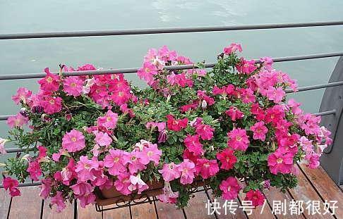 这5种植物开花美，不挑剔，堪称：家庭盆栽福利