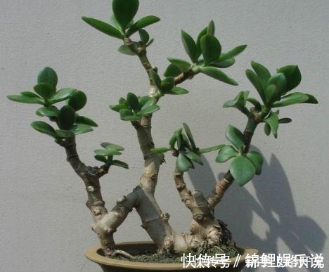 养护|2种花“不值钱”,花匠教3招,几年养成“盆景树”,1盆上千元!