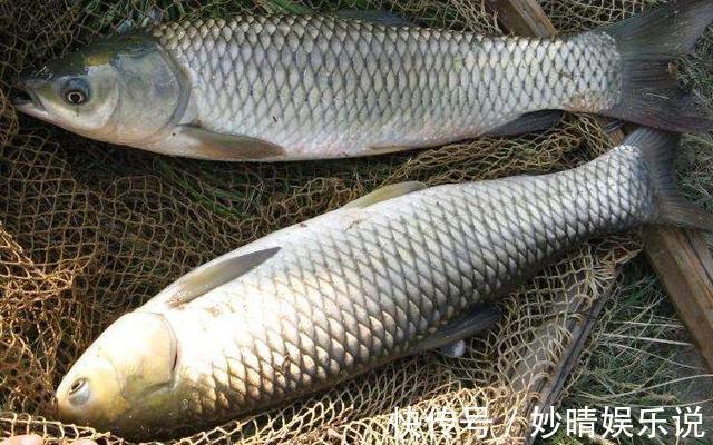 草鱼|夏天钓草鱼,就用这三招,只要有草鱼,就不怕没渔获