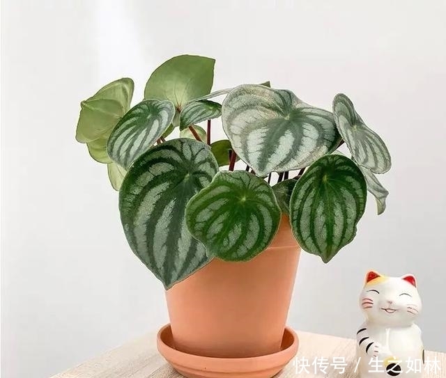 家里养几盆西瓜皮椒草,耐阴又好养,叶片自带花纹,清新又可爱