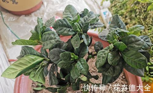 栀子花掉花苞，上盆后不发新叶，嫩叶出问题是怎么回事，怎么救