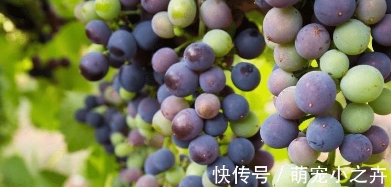 果农|吃葡萄时，用盐还是面粉洗好？果农：错，该这样洗，吃着才放心