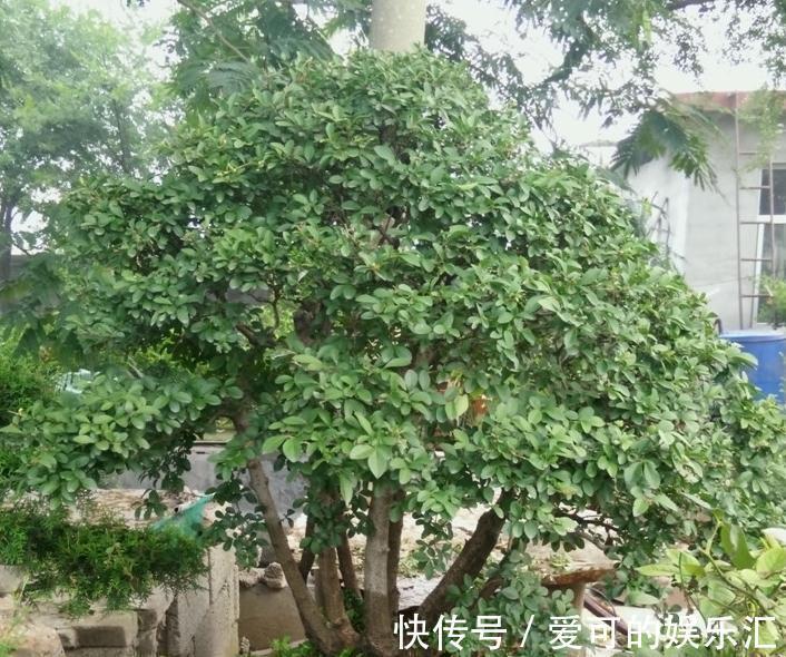 在农村,茶树也能盆栽做盆景,放在家里让房间充满淡淡的茶香