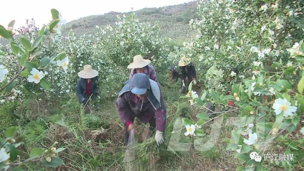 的花海|美景如画！庐江这片2000亩的花海你来过吗？