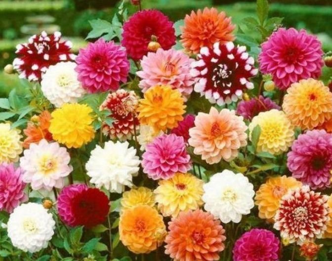 5种花漂亮易爆盆,开花幽香暗淡,花型圆滚惹人爱,值得拥有