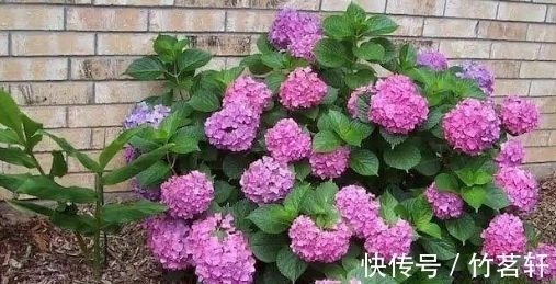 总觉得绣球花不好养,期间3个小技巧要记好,花开的又大又漂亮