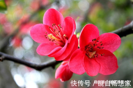 喜欢养花，家里少不了以下5种花，芬芳馥郁，争奇斗艳，落英缤纷