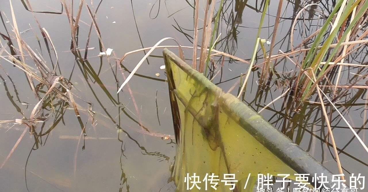 小黑哥|用图片说明,这种水草旁别打窝,打上窝子就离空军不远了
