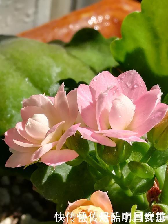 长寿花里的“5个经典品种”,各有各的美,看完都想养一盆