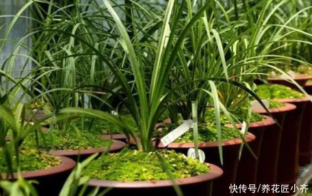 兰苗|盛夏养兰花，做好“三要、三不要”，兰苗叶片油绿，植株硬挺