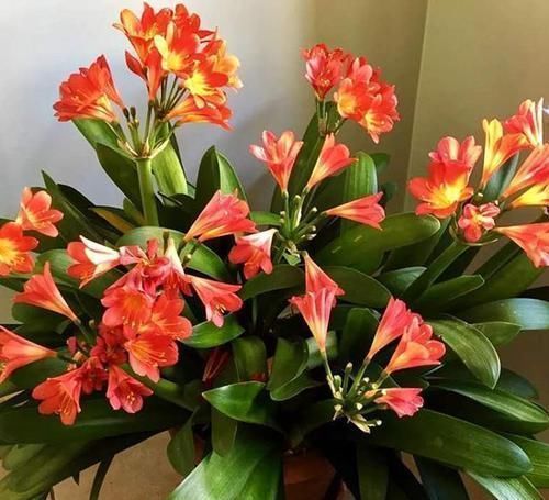 出不来|君子兰“夹箭”严重出不来,小心处理,才能开出花