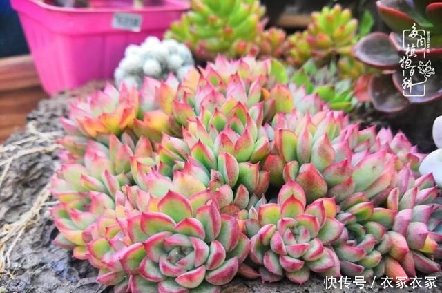 如何让多肉变美看看我是如何宠它们的!如何让多肉变美看看我是如何宠它们的!