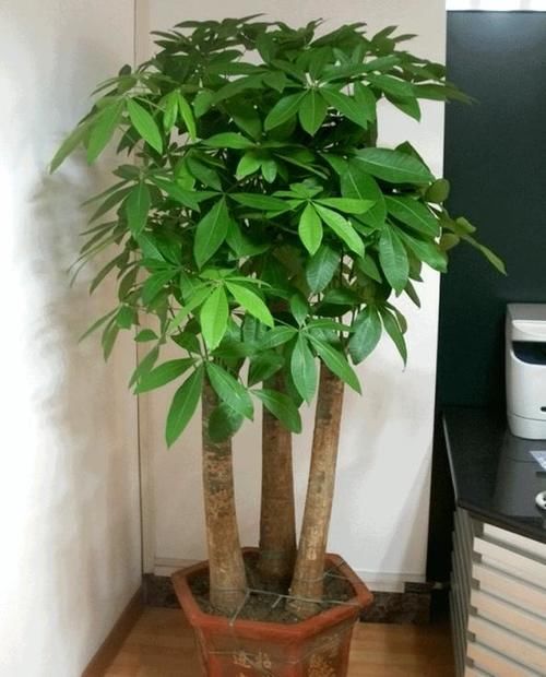 都知道啤酒养花好，然而，没掌握住“浓度配比”却会出大事