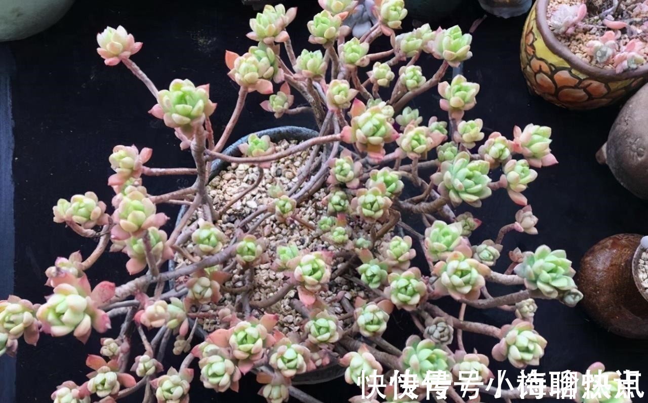 养多肉3年顺风顺水，多亏选了6种大普货，现在全是大老桩