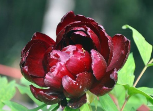 养花不如养初乌，开花一茬接一茬，花色如黑墨，高贵冷艳