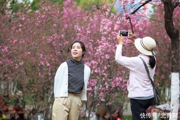 老年|海棠樱花齐放！昆明动物园樱花节今日启幕