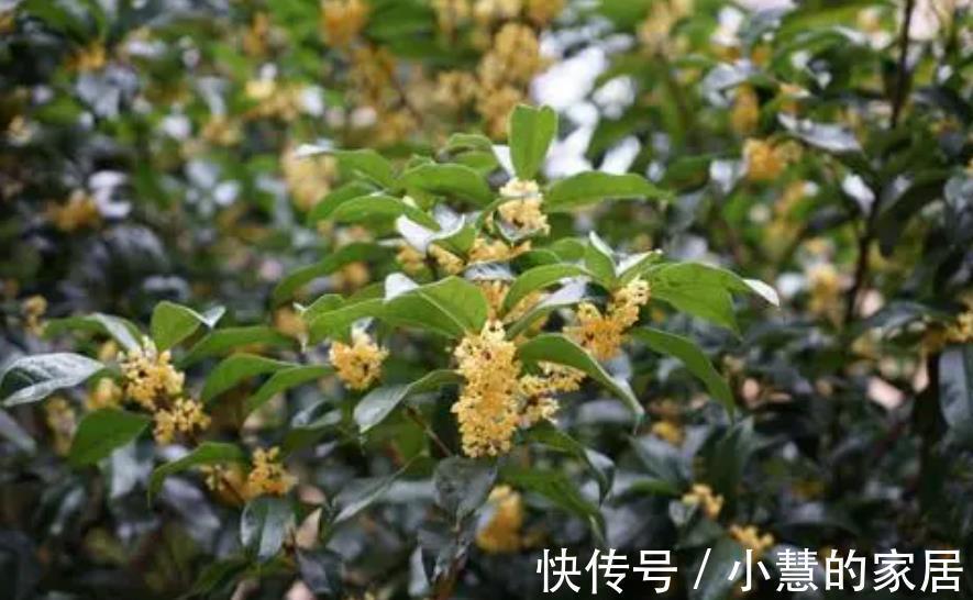 9月之前,赶紧给4种花施肥,秋天才能顺利开花,花骨朵满枝头