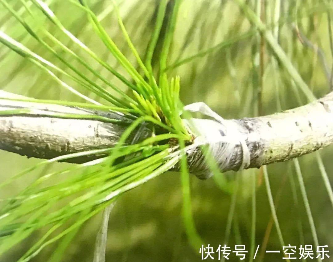 台友们|罗汉松芽接案例分享,台长教你玩出别出心裁的岭南盆景!