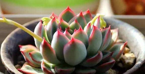 夏季|多肉里的普货也能养出好状态,以下普货多肉,好养易出状态