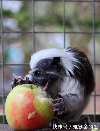 猴子|这种猴子的拉丁学名来源于希腊神话,却拥有着相当朋克的别致发型
