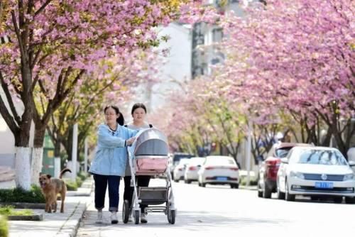 老年|“樱”为有你，浪漫随行！阳光正好，一起去“樱花街”散步吧~