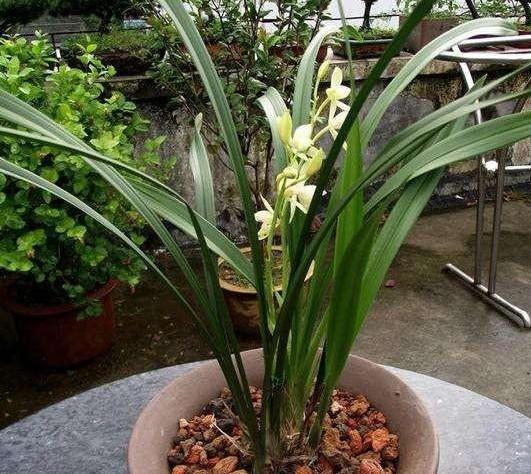 盆栽|盆栽兰花难养护摸清4个管理要点,让你越养越上瘾,再不嫌烦