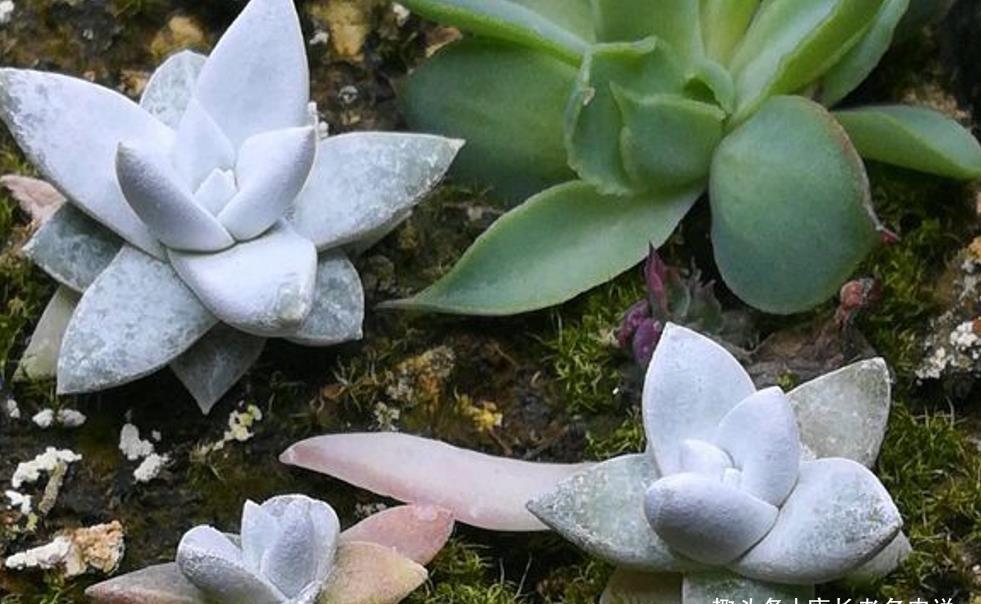 多肉植物种子多久发芽