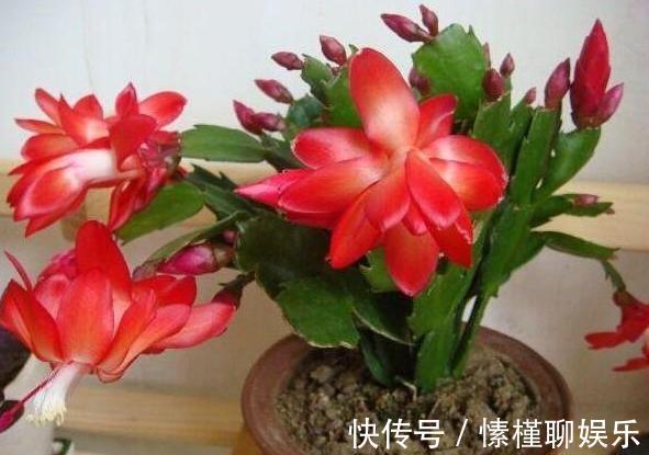 钾肥|养花缺少磷钾肥学会自制技巧，往花盆里放一点养啥植物都旺