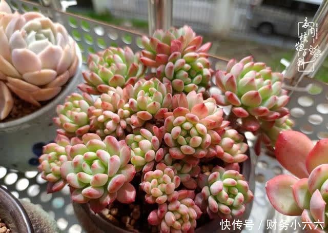 揭秘:那些干净又温暖的多肉照片从哪里来?