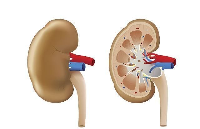 肾脏|这些“养肾”的黄金动作，男人坚持做，或许能提高“肾动力”