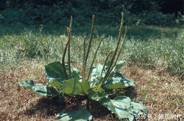 助于|天然“胰岛素”终于被找到,每天泡水喝,体内血糖“蹭蹭”降