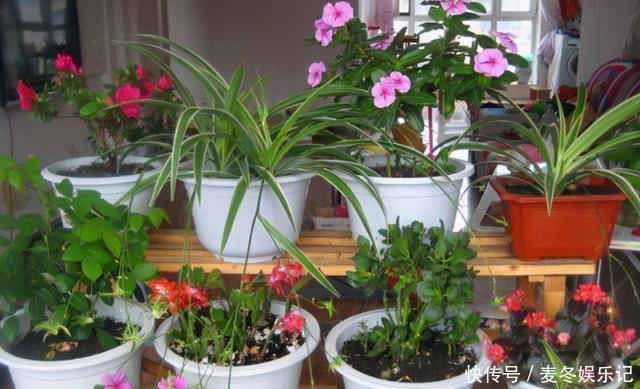 养花浇水顾及到这5个要素，就再也不担心植物缺水落叶掉花