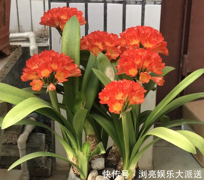 花友|君子兰养了10年不开花，就是这个原因，看完就明白了！