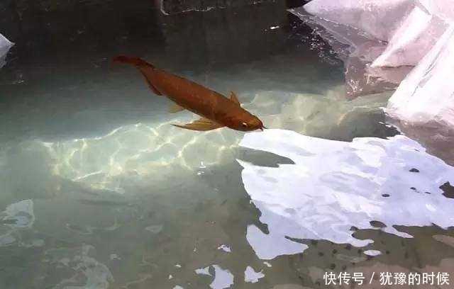 鱼缸和池还可以这样结合?只能说很有想法,有钱我也搞一个!