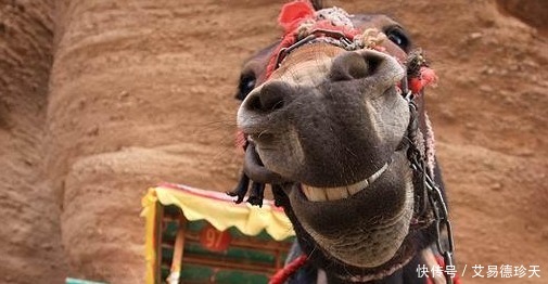 王及善|此人因马屁拍得不着痕迹、清新脱俗,在武则天朝任宰相十年