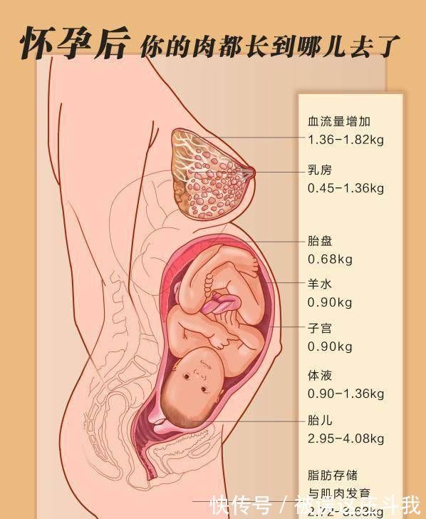 孕期|孕妈还在为自己的体重烦恼，一张图告诉你孕期你的体重都涨在哪了