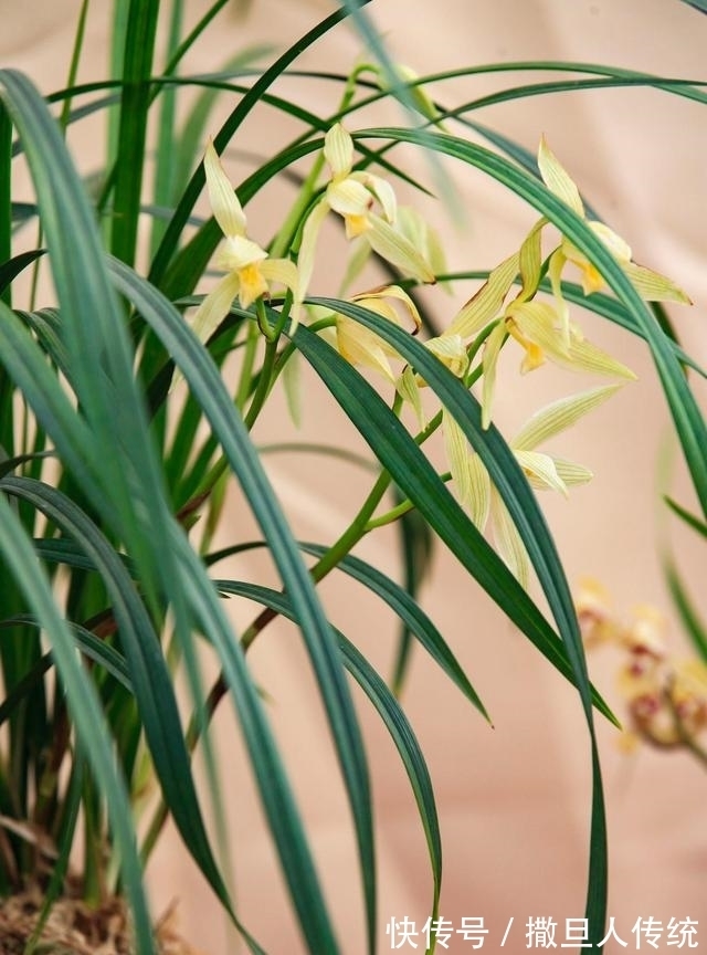 中国十大名花，谁排名第一？