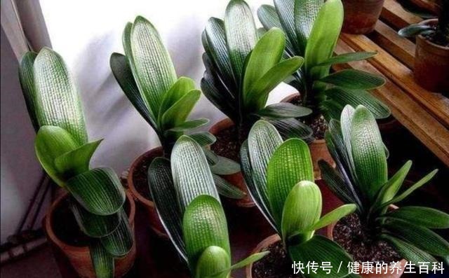 想要君子兰长得快,做好这几个要点,不断长出新叶!