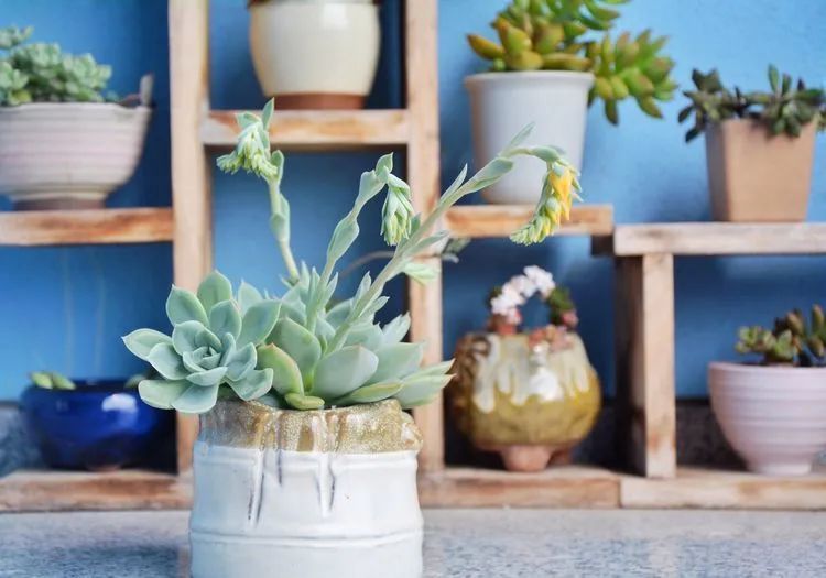 面朝大海的多肉们,在四季变迁中生生不息!