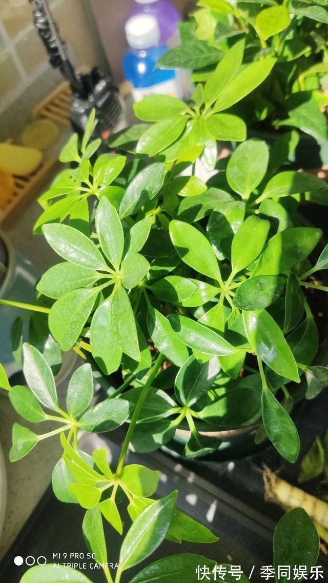 吊兰|文竹掐个枝，找个瓶子插水里，三天就冒小笋芽