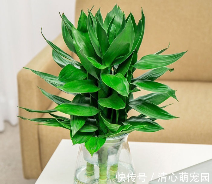 养花|建议中老年花友：养花就养4种，寓意是真的好