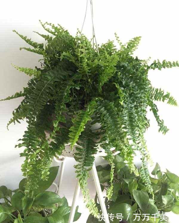 发财树|家里光线差，这三种花可以放心入手，养一盆爆一盆