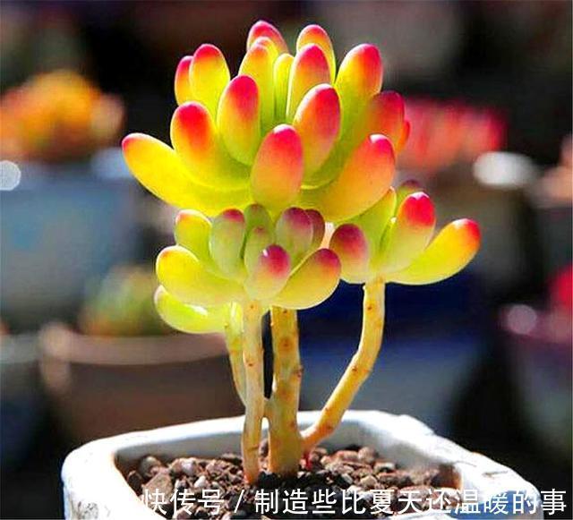 多肉乙女心养护新方法,化整为零,养成果冻色大老桩