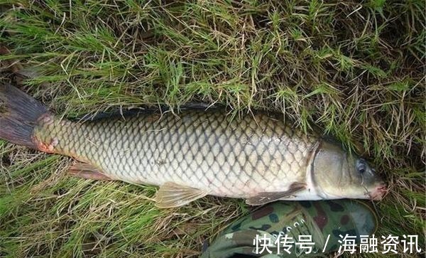 钓鱼|这东西1块钱1个,用来钓鱼很不错,比某些商品饵料还给力,别错过