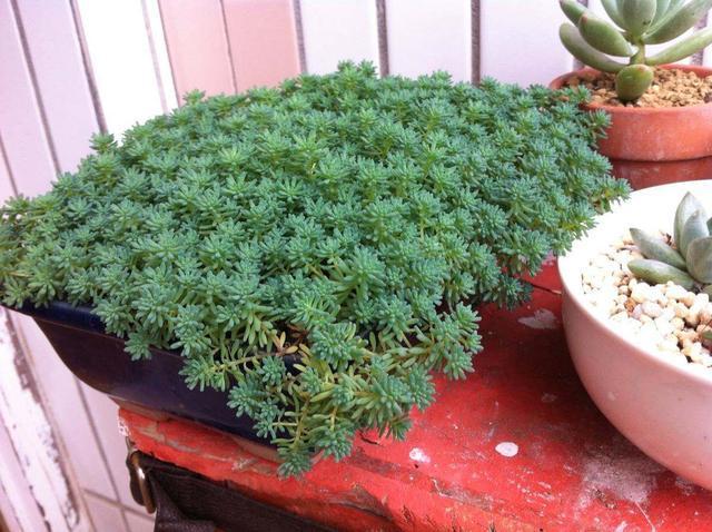 这种“杂草”被人当成多肉,叶片一簇簇,生命力强,可以养在家里