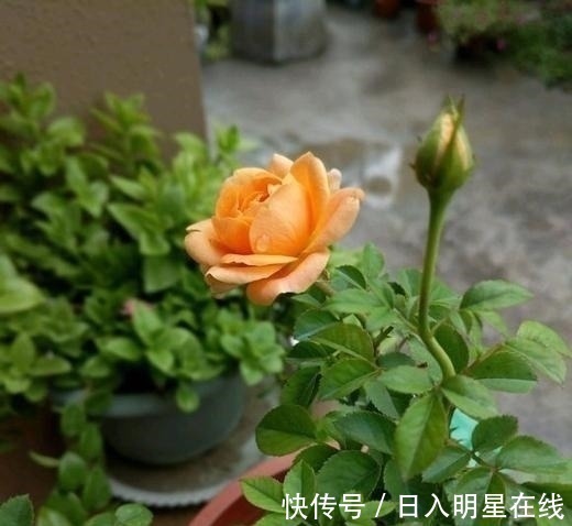 月季|这5种花，不要钱也不能养，全都有毒，养了后悔都来不及